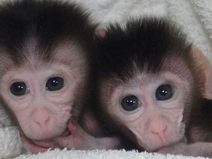 Foto dos primeiros macacos transgênicos.