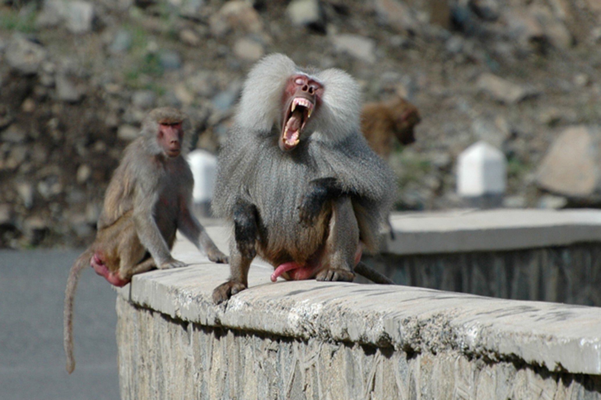 O esmalte dos dentes dos babuínos contém isótopos que permitem a identificação de seu local de nascimento.