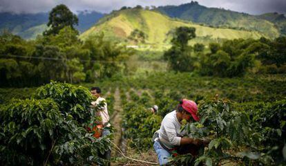 Plantação de café em Gigante, na Colômbia.