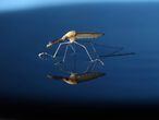 Um dos mosquitos 'Anopheles gambiae' modificados geneticamente.