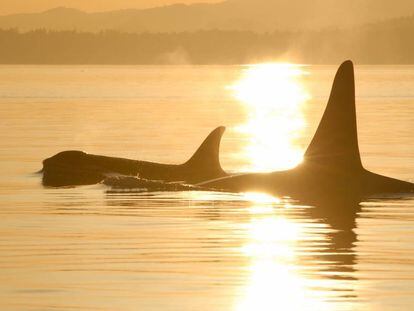 As orcas mostram para o que serve a menopausa