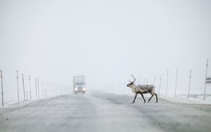 Um caribu cruza a Dalton Highway, também chamada de Haul Road, no Alasca.