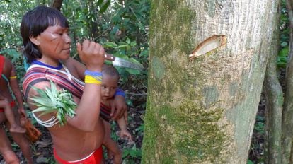 Mulher da tribo ianomâmi cultiva uma árvore medicinal