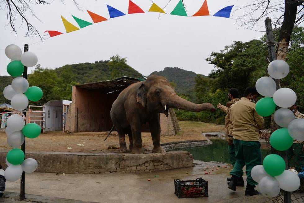 O elefante recebeu uma festa de despedida ao deixar seu zoológico no Paquistão