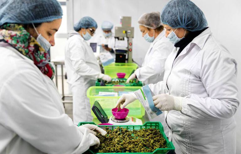 Trabalhadoras pesam maconha na fazenda Libertad.