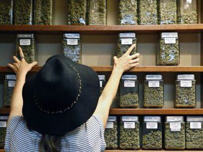 Passos para a legalização total multiplicam os negócios em torno da  cannabis  nos Estados Unidos. Califórnia vota em novembro, no mesmo dia da eleição presidencial, uma lei que pode ser definitiva