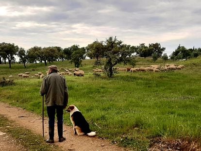 Horácio cria suas ovelhas na aldeia de Santa Margarida da Serra, no Alentejo (Portugal).