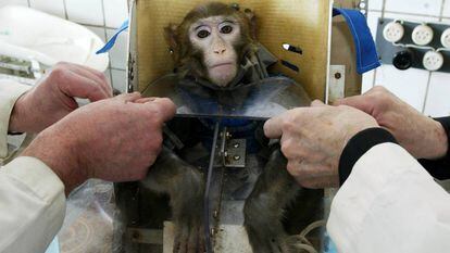 Teste médico com um macaco na Rússia em 2003.