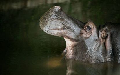 Um dos hipopótamos levados à Colômbia por Pablo Escobar e que, após a sua morte, foram abandonados na região onde ficava sua fazenda.