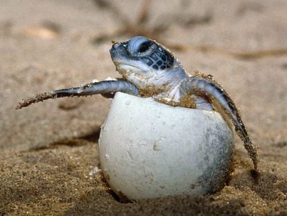 Tartaruga marinha, uma das esp&eacute;cies amea&ccedil;adas de extin&ccedil;&atilde;o. 