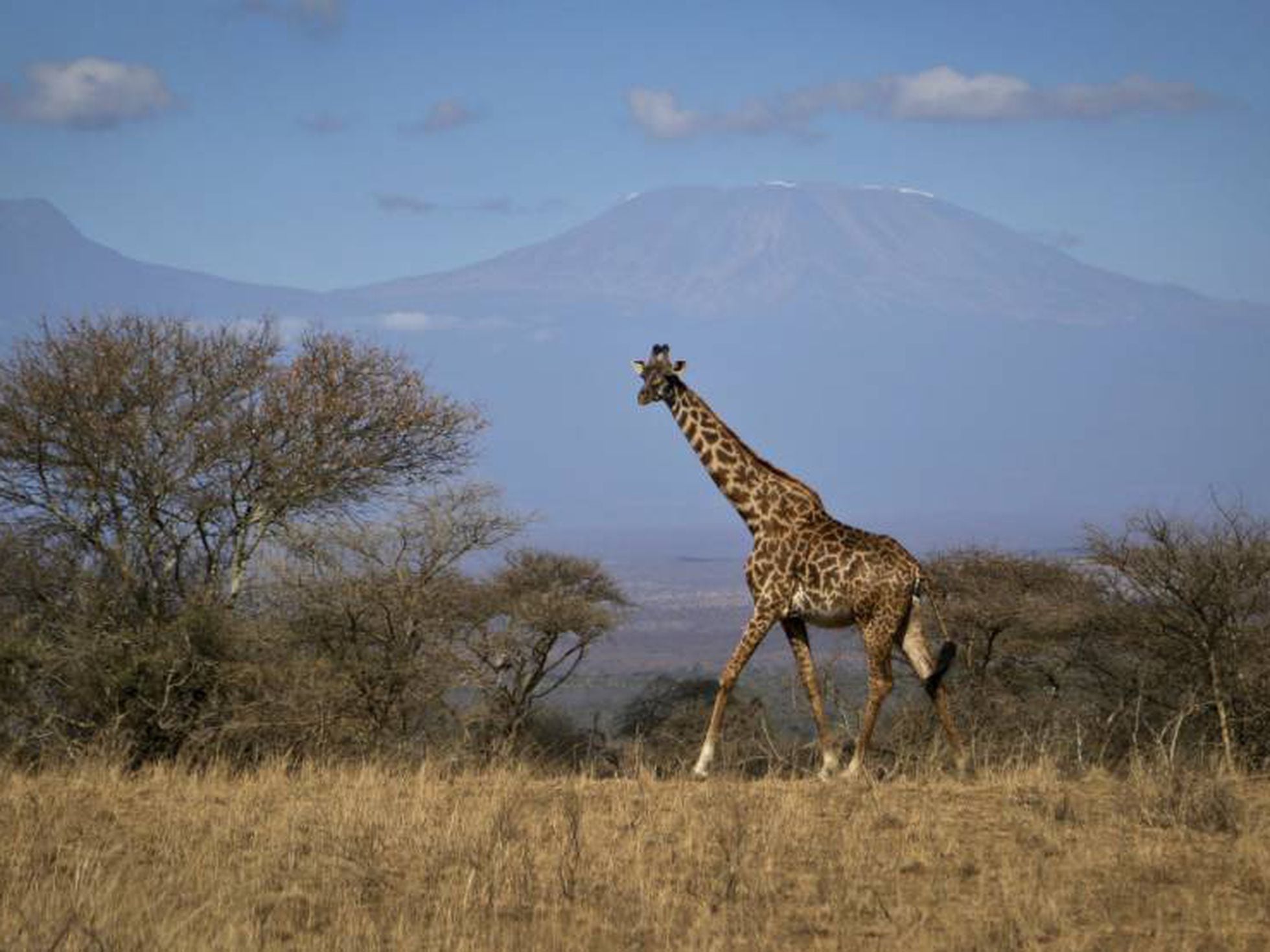 Girafa deve estar na lista de animais em extinção dos EUA, diz pedido