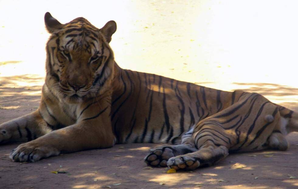 Tigre desnutrido em sua jaula no zoológico de San Francisco