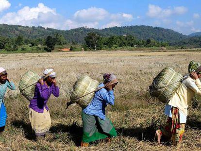 Mulheres da tribo Tiwa transportam Maiphurs (bolsas de arroz) em sua fazenda no distrito de Karbi Anglong, no estado de Assam (Índia).
