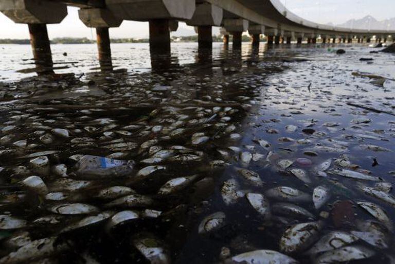 Em fevereiro de 2015, milhares de peixes foram achados mortos na Baia de Guanabara.
