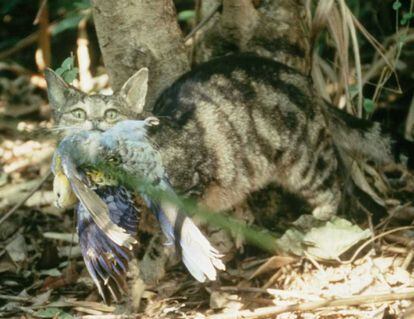 Gato selvagem ataca uma ave na Austrália.