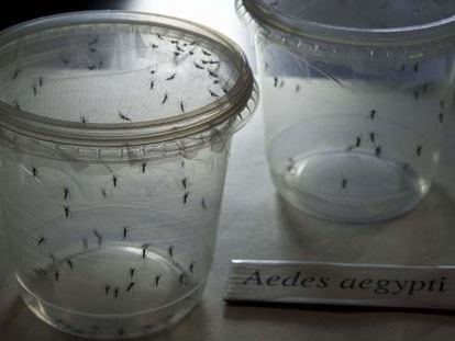 Mosquitos Aedes aegypti, transmissores do vírus zika, no Instituto de Ciências Biomédicas da Universidade de São Paulo no dia 8 de janeiro.