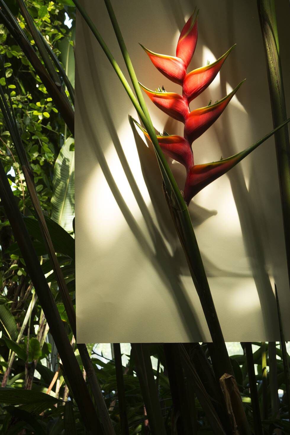 'Heliconia stricta'
