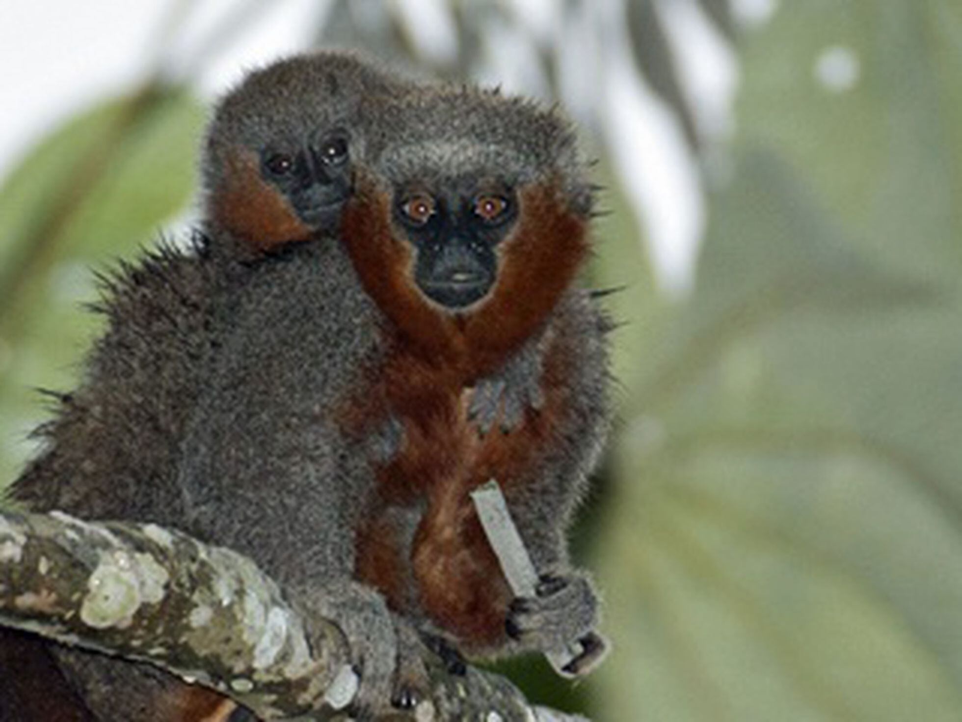 Descrita nova espécie de macaco que só existe na Amazônia