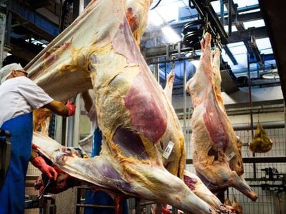 Um carnicero desuella uma vaca em um matadero dinamarquês.