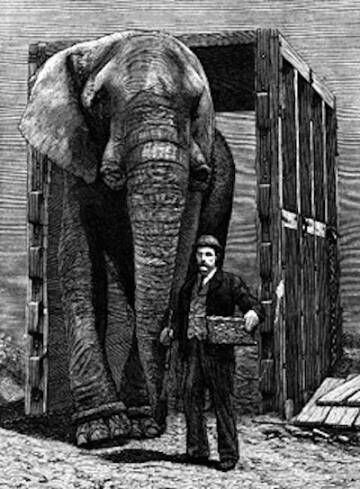 Jumbo, com o único ser humano que o entendeu: seu cuidador, Matthew Scott. A imagem é de 1885, ano da morte do elefante.