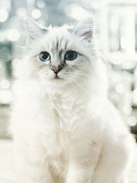 'Choupette', em imagem publicada em seu perfil no Instagram.