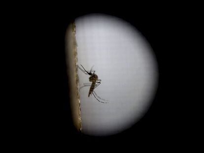 O Aedes Aegypti, principal responsável pela transmissão do zika.