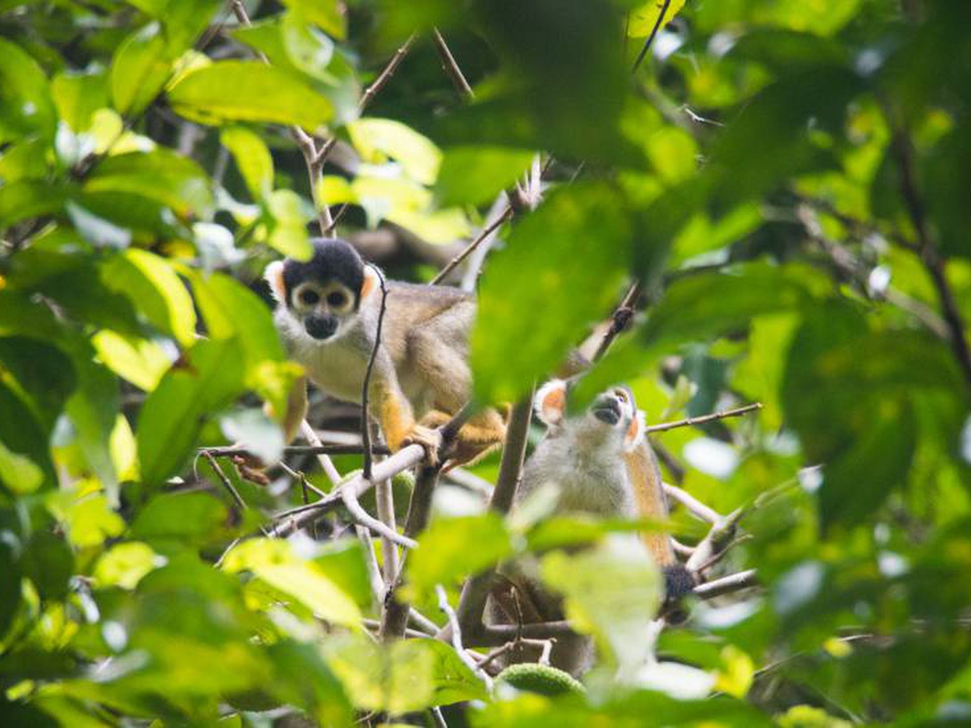 Macaco: o que são, ameaças, importância, espécies - Brasil Escola