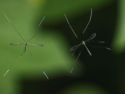 Por que não eliminamos os mosquitos da face da Terra?