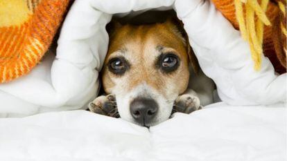 Dilemas modernos: devemos deixar que os cachorros invadem nossos quartos?