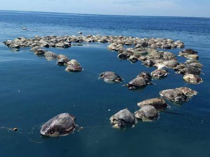 Tartarugas mortas flutuam no mar em Porto Escondido, Oaxaca (México), em 28 de agosto