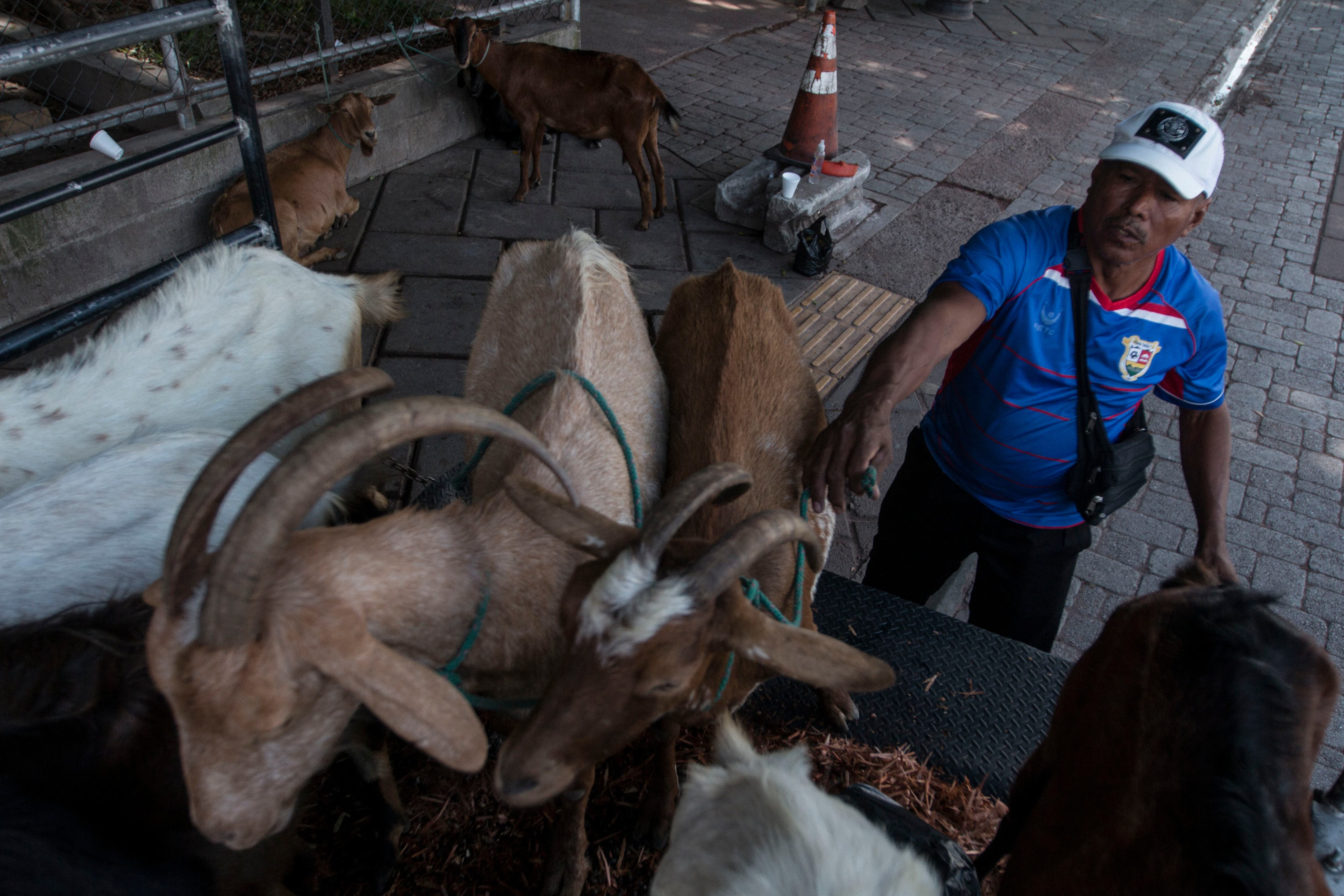 O pastor Jorge Ovidio com suas cabras no centro de San Salvador. 