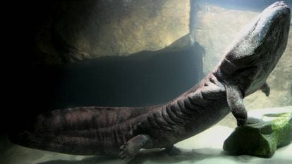 Exemplar da salamandra-gigante-da-China no zoológico de Londres. Se sua captura não cessar, peritos avaliam que somente a criação fora de seu entorno original garantirá a sobrevivência da espécie.