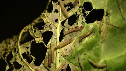 Larvas da traça polilla 'xylostella' devorando folhas de repolho.
