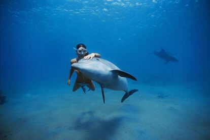 Uma mergulhadora nada junto a um golfinho no mar Vermelho.