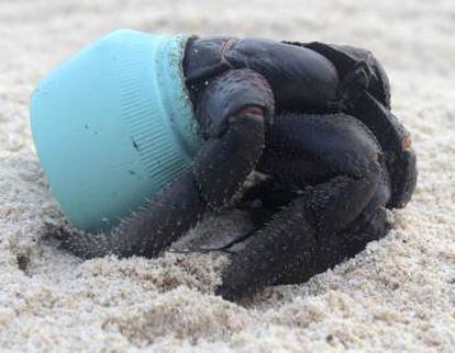 Caranguejo usa um pedaço de plástico como abrigo, em 2015.