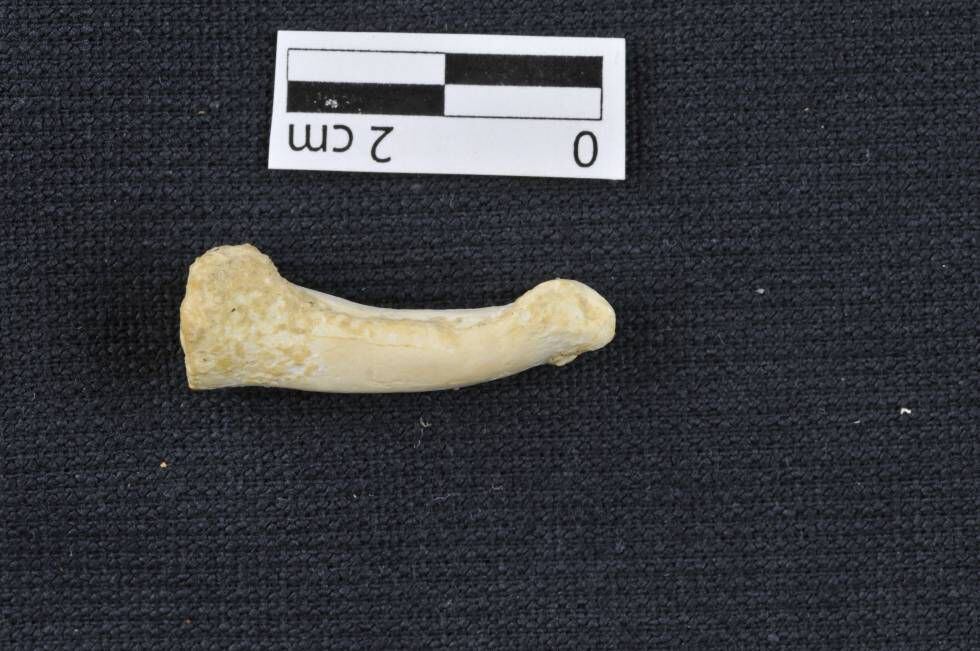 Um dos restos ósseos achados em Callao.