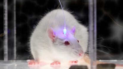 Uma rata com um implante optogenético.