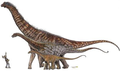 Comparação entre dinossauros brasileiros, de menor a maior: Gondwanatitan faustoi (8 metros), Maxakalisaurus topai (13 metros) e Austroposeidon magnificus (25 metros).