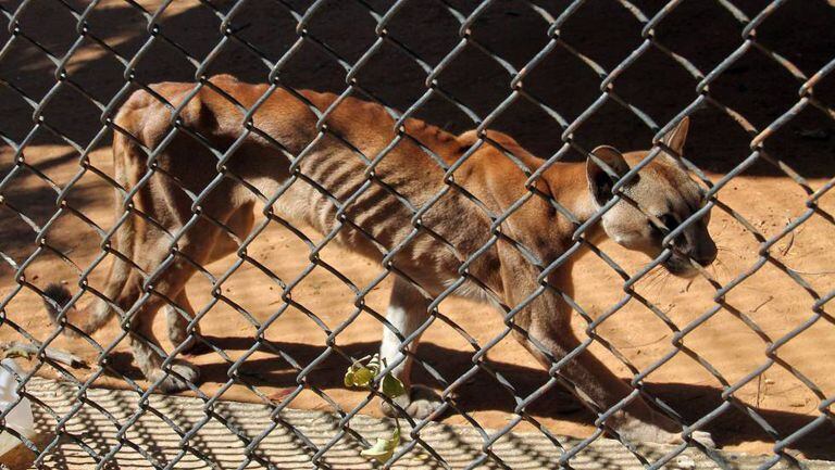 Um puma desnutrido em sua jaula do zoológico de San Francisco