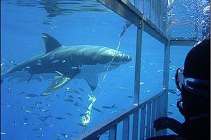 Mergulhador observa tubarão branco na África do Sul.