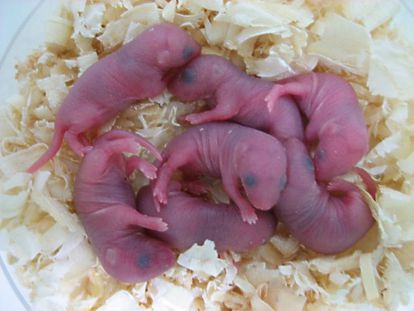 Os filhotes de ratos nascidos sem trissomias.