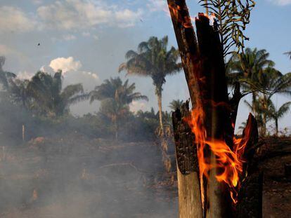 Incêndios na floresta amazônica causam alarme por aumento do desmatamento.