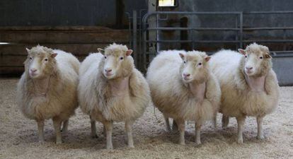 Quatro clones de raça Finn Dorset de oito anos de idade, procedentes da mesma linha celular da que nasceu Dolly.