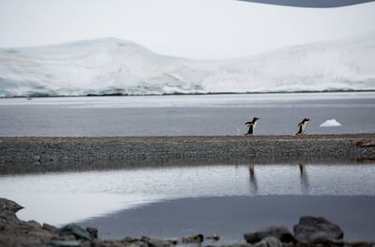 Pinguins-gentoo na Ilha Bombay, que pertence à Baía de Trinity, na Antártida. Local é um dos visitados na expedição do navio Arctic Sunrise, do Greenpeace.