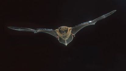 Um morcego levou o ebola à África Ocidental.