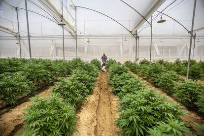 Plantas de cannabis em uma estufa em Pesca, Colômbia.