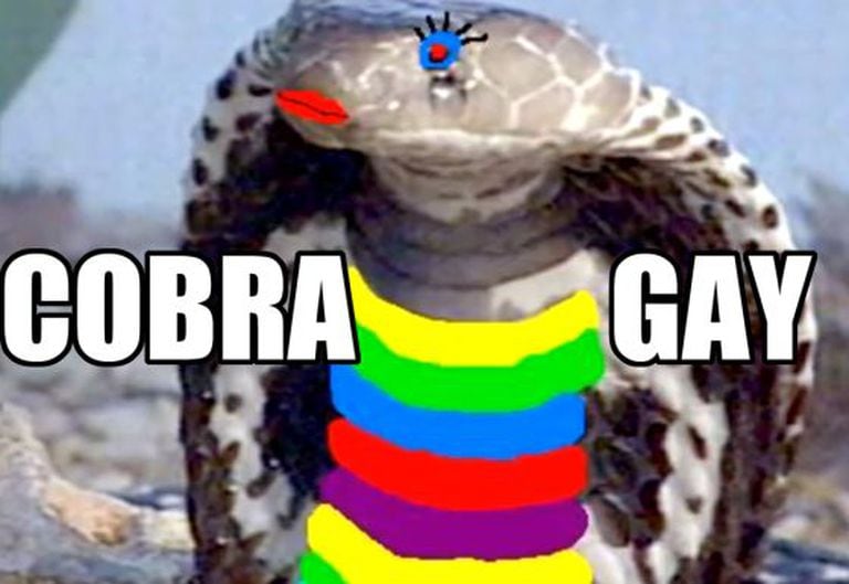 A naja gay tem uma margem de erro muito reduzida.