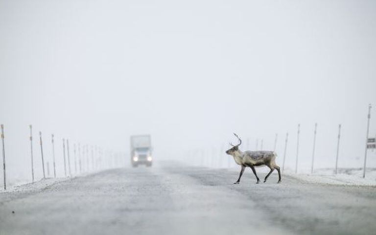 Um caribu cruza a Dalton Highway, também chamada de Haul Road, no Alasca.