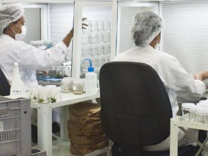 Pesquisadores no laborat&oacute;rio de biotecnologia do CETENE.