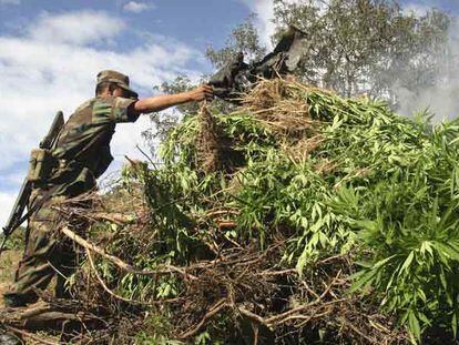 Soldado mexicano queima plantação de maconha.